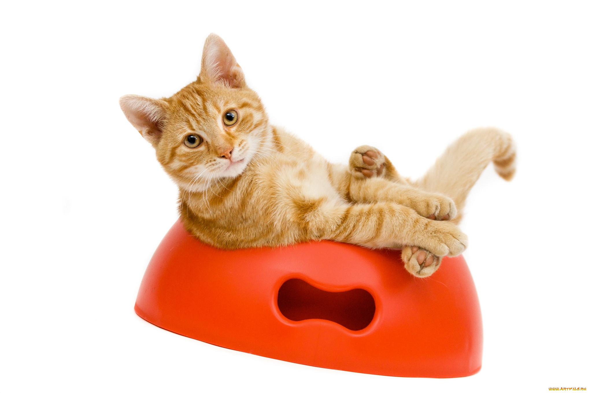 Симбочка кэт. Миска для кошек. Рыжий кот. Рыжая миска для кошки. Рыжий котёнок.
